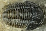 Detailed Gerastos Trilobite Fossil - Morocco #311236-2